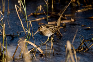 Wild bird images by Neil Salisbury